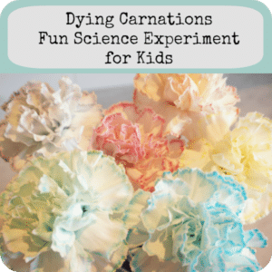 dye carnations button