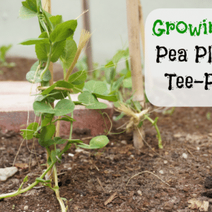 how to plant a pea plant tee-pee