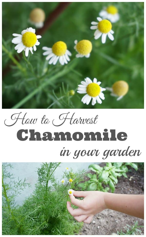 How to Harvest Chamomile