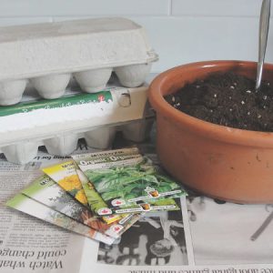 egg carton with dirt and seed packets