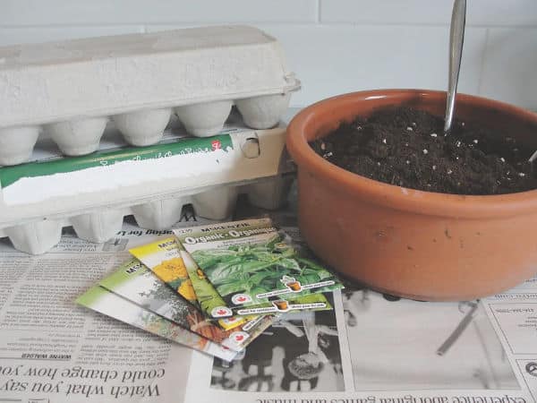 egg carton with dirt and seed packets