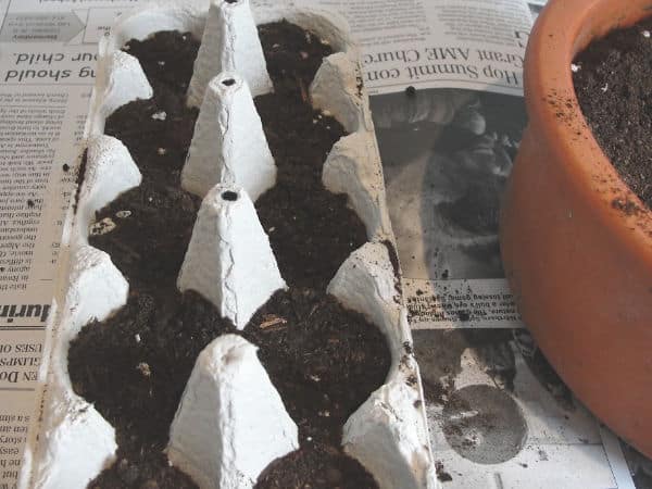 egg carton with dirt in it