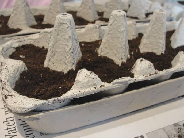 egg cartons with dirt