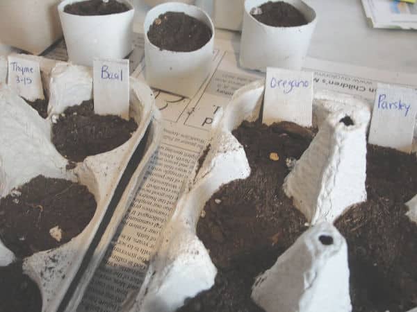 egg cartons with seeds inside