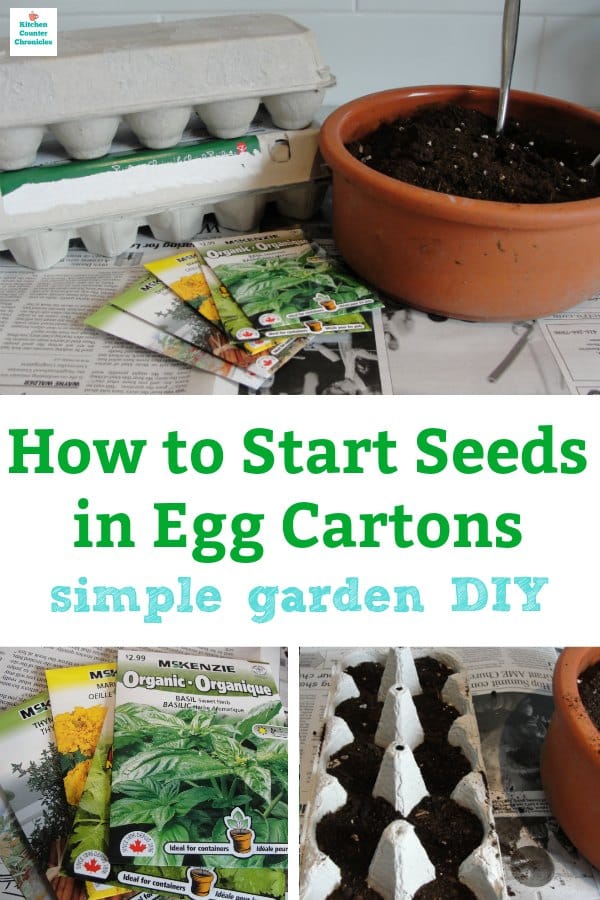 Seedlings growing in reused egg box, tin cans and toilet roll