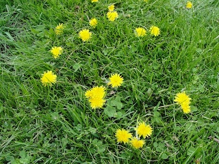 patch of dandelions in the grass