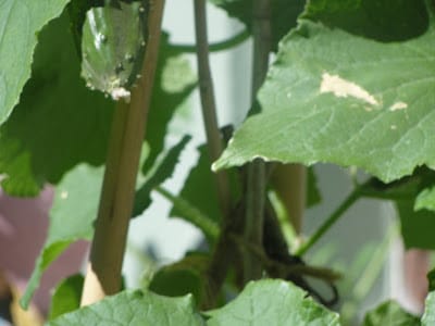 cucumber plant