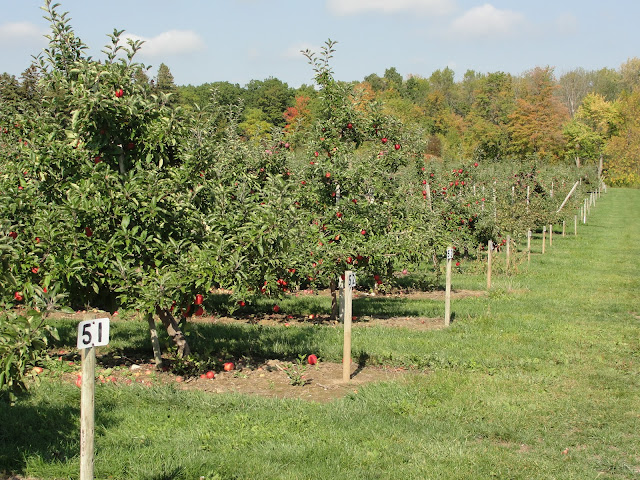 apple orchard