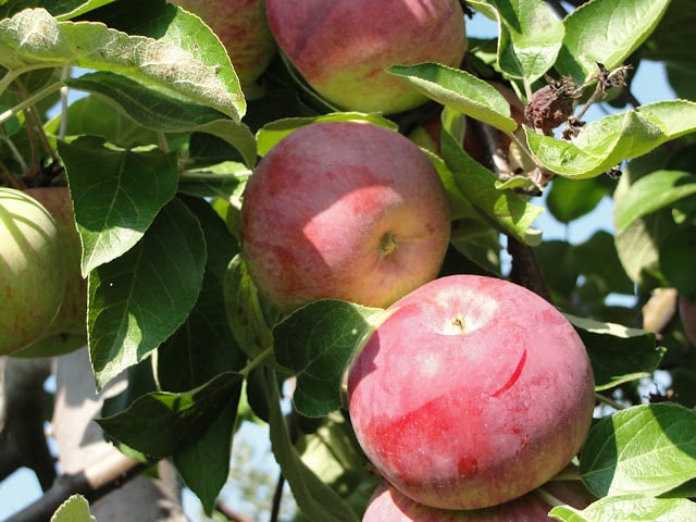 apple tree