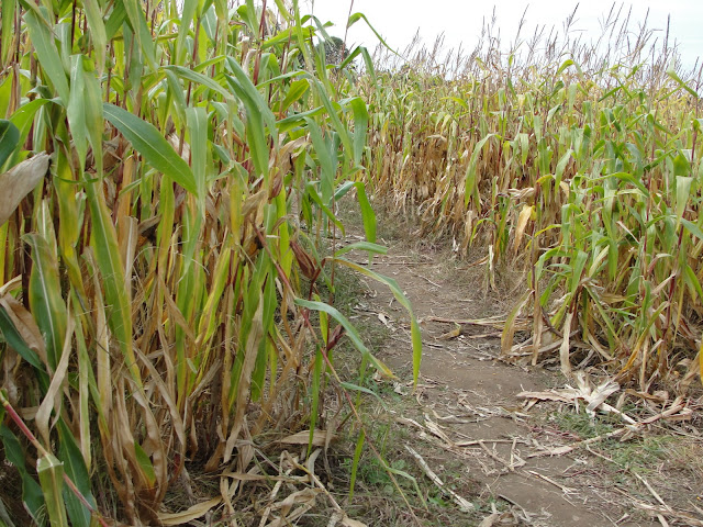 corn maze