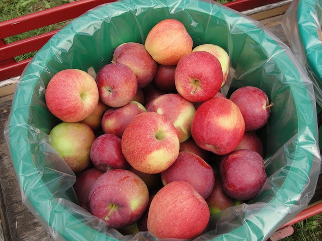 barrel of apples