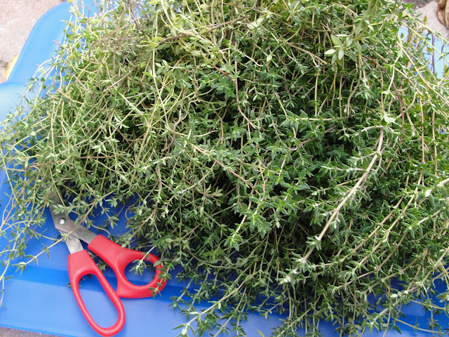 pile of freshly harvested thyme