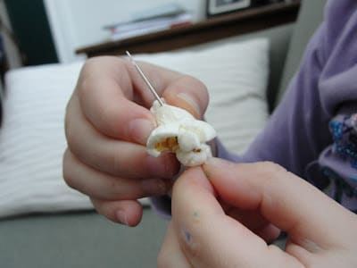 child poking needle through piece of popcorn for popcorn garland for birds