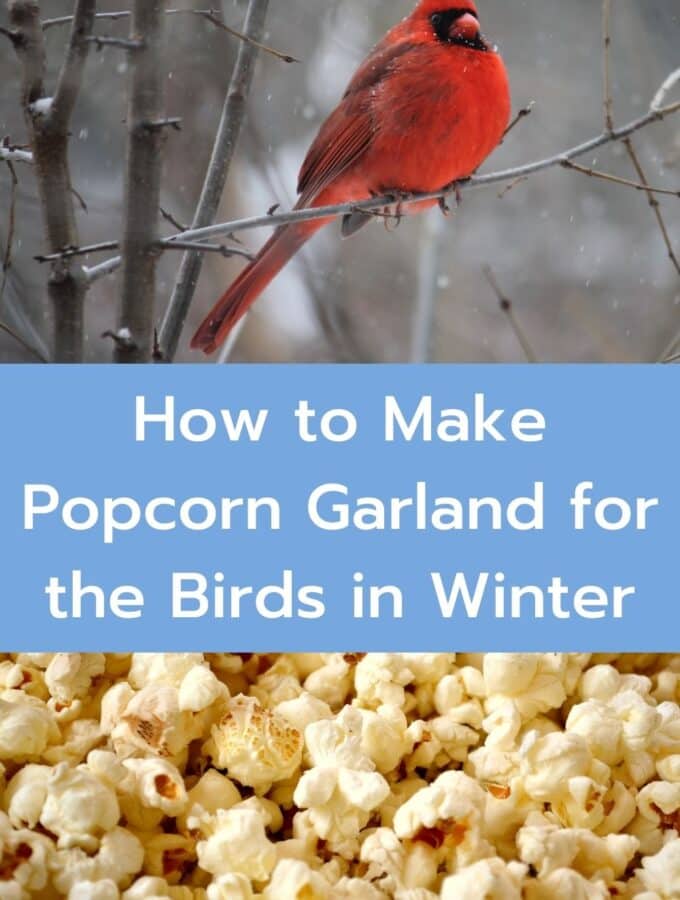 how to make popcorn garland for birds in the winter cardinal in the snow and popcorn