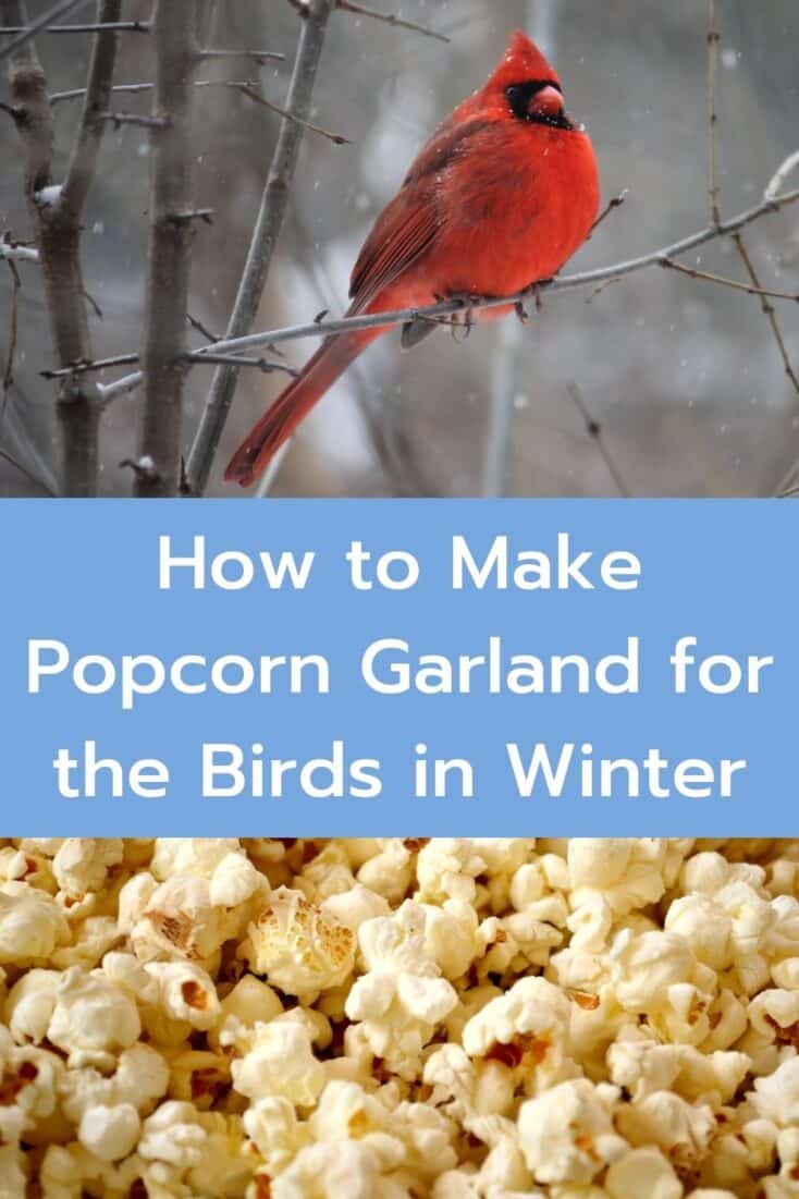 how to make popcorn garland for birds in the winter cardinal in the snow and popcorn