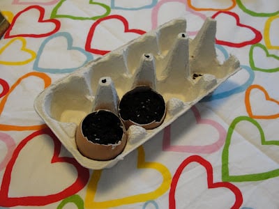 egg carton with two halves of eggs filled with dirt and seeds