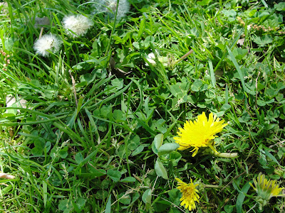 dandelion tic-tac-toe