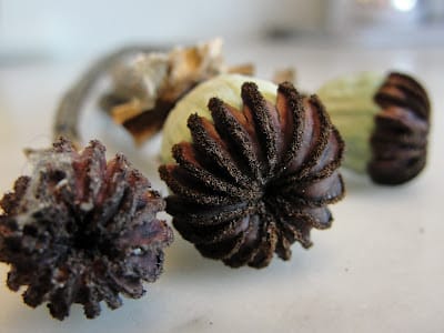 poppy flower seed pod