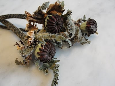 poppy flower seed pod