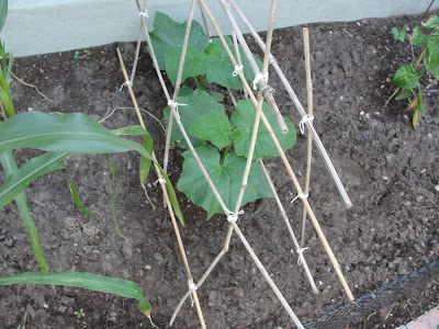 installing the trellis in the garden