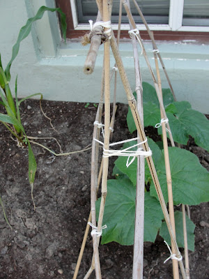 binding 2 trellises around a cucumber plant
