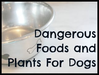 dangerous foods and plants for dogs