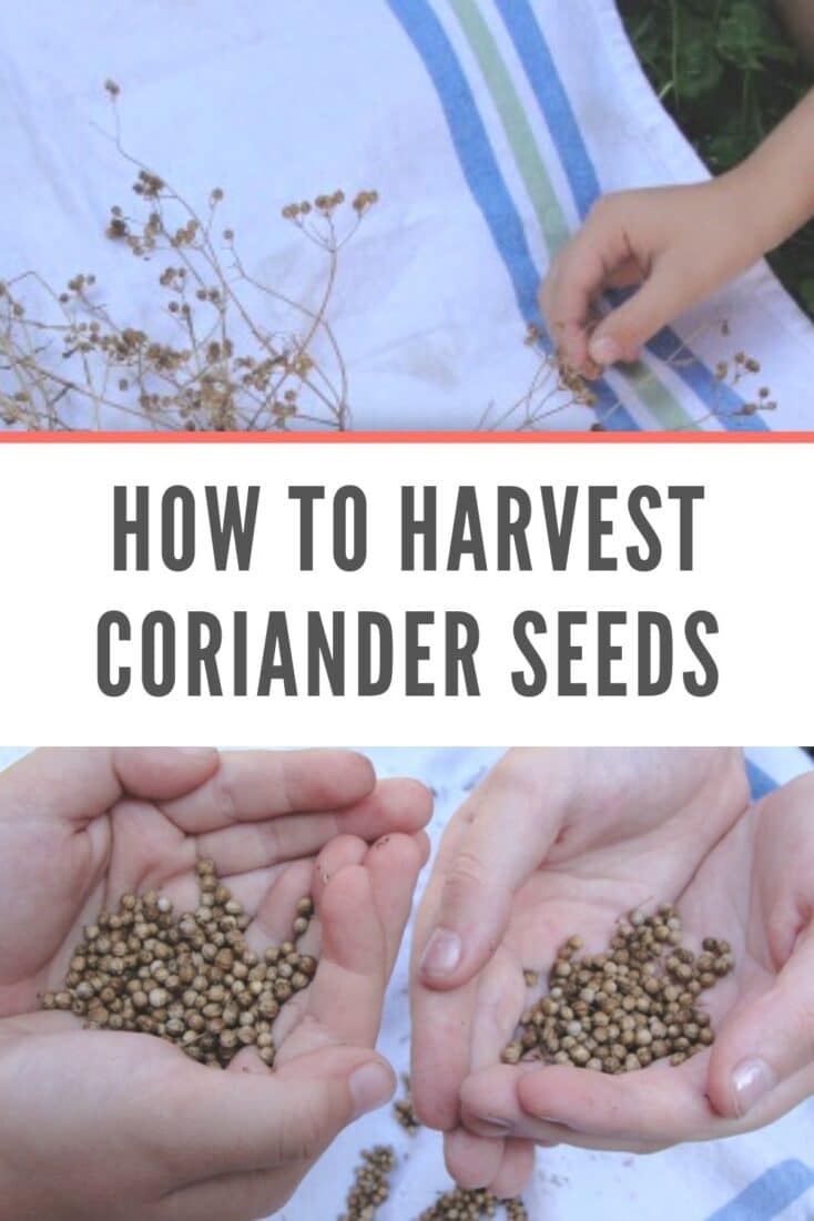 Learn How to Harvest Coriander Seeds Easy Backyard Gardening