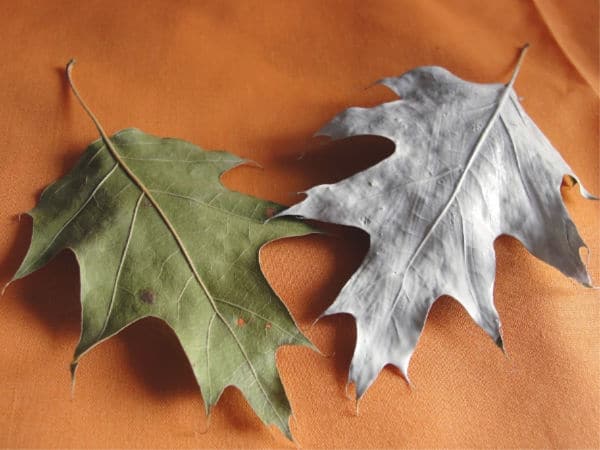 painted leaves white