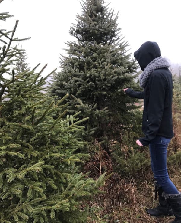 christmas tree lot