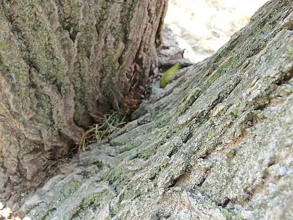 fairy house tree