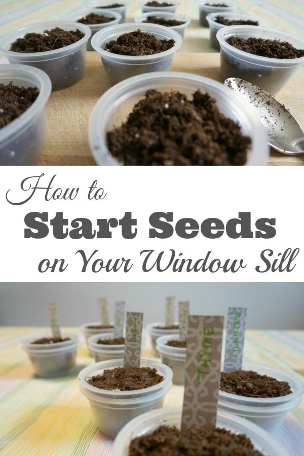 How to Start Seeds on Your Window Sill
