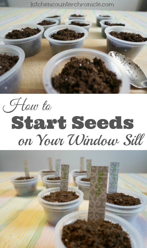 How to Start Seeds on Your Window Sill