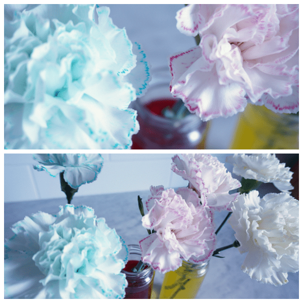 coloured carnation collage
