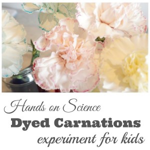 Dyed Carnations Science Experiment for Kids