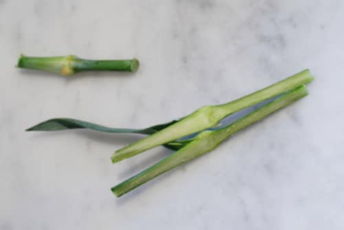 flower stem