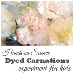 dyed carnations science experiment for kids