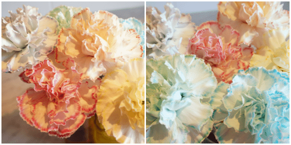 rainbow colourful carnations