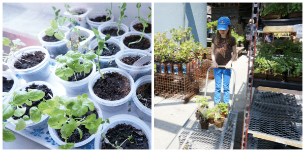 vegetable garden collage