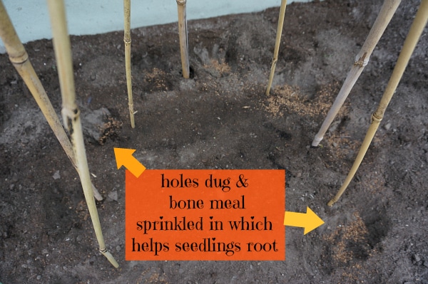 bean tee-pee holes