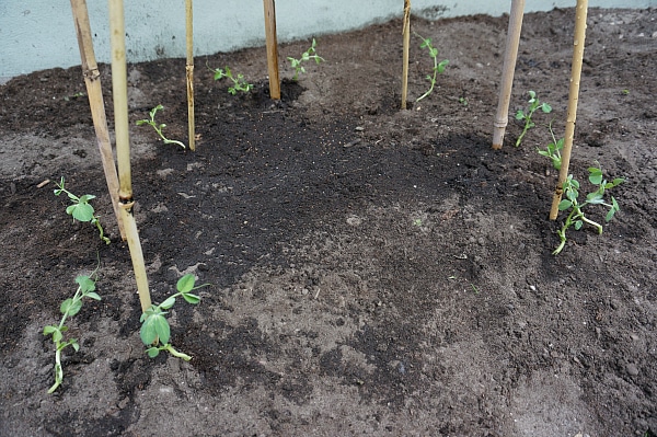 bean tee-pee planted