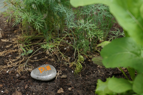garden marker dill