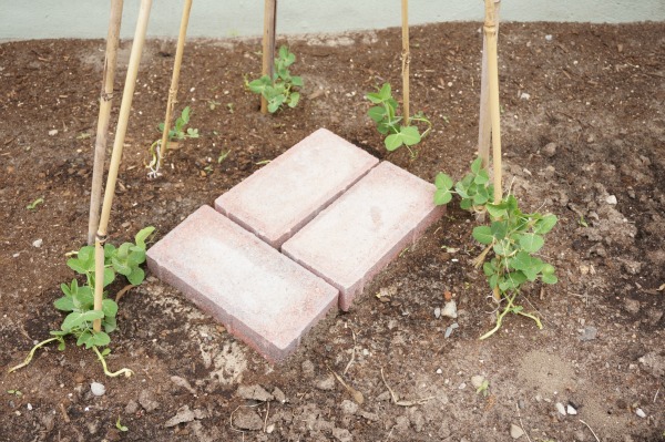 pea plant tee pee with bricks