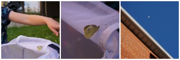 butterfly collage
