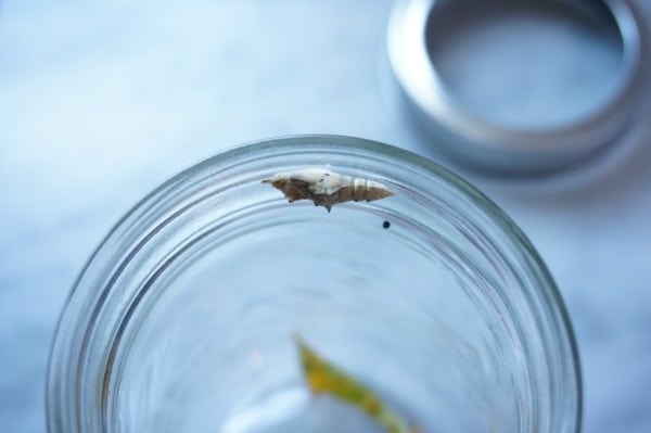 cabbage butterfly cocoon