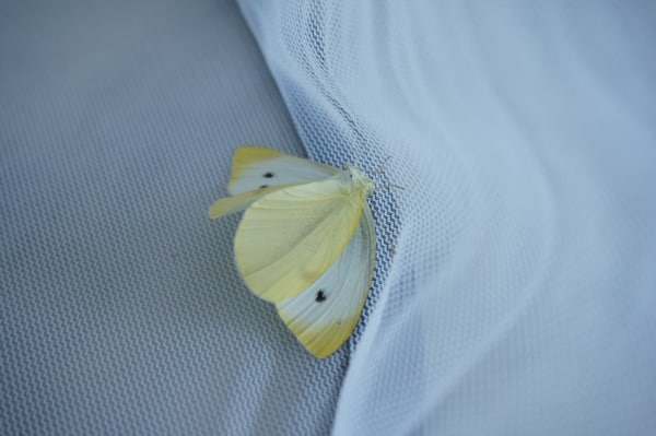 cabbage butterfly wings