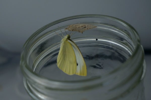 cabbage butterfly