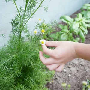 chamomile plant pinch