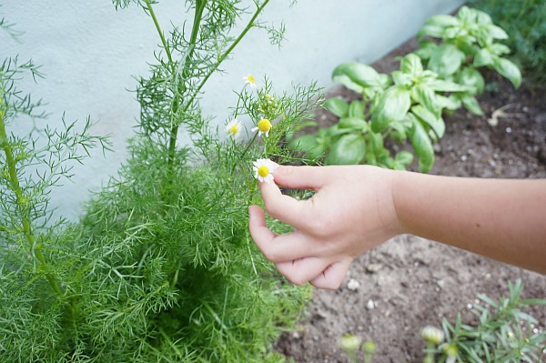 chamomile plant pinch