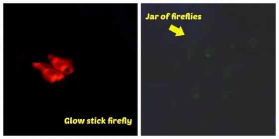fireflies glowing