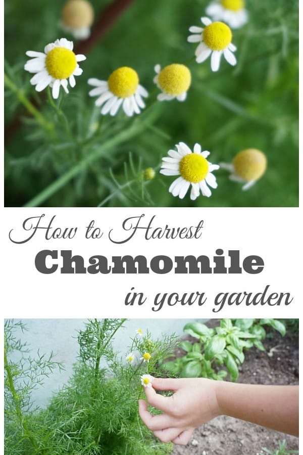 How to Harvest Chamomile - Tips and tricks for harvesting and drying chamomile